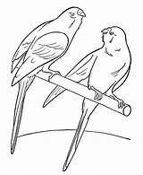 Parakeet Papagei Colorir Budgie Ausmalbilder Colouring Animais Periquito Tudodesenhos Papagaio Library sketch template