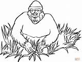 Coloring Gorilla Pages Grass sketch template