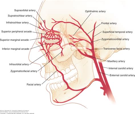 facial artery and anaesthesia pics and galleries