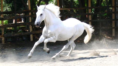 stunning white horse animals photo  fanpop