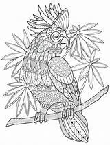 Coloring Cockatoo Pages Parrot Zentangle Animal Vector Henna Book Adults Mandala Illustration Adult Printable Style Bird Getcolorings Colouring Pen Choose sketch template