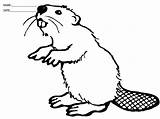 Coloring Beaver Sheets Beavers Sheet Pages Printable Busy  Details sketch template
