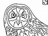 Colouring Owl Pages Eared Short sketch template