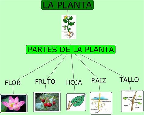 conozcamos las plantas y sus partes nivel18n