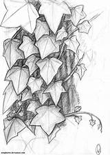 Vine Vines Leaves Efeu Skizze Malen Stoops Jeff sketch template