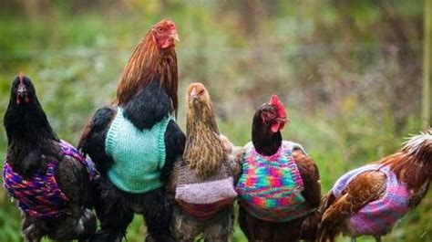 bloemfontein hoenders en pluimvee te koop chickens  poultry  sale