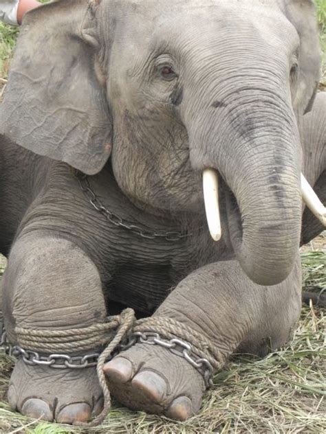 elephant slaves elephant aid international