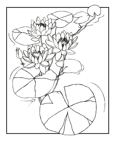 lily coloring pages  coloring pages  kids