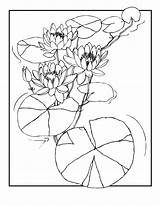 Coloring Water Lily Pages Lilies Kids sketch template