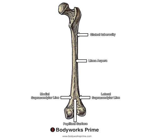 gluteus maximus muscle anatomy bodyworks prime