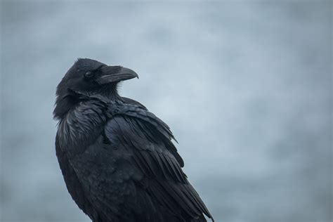 raven close up picography free photo
