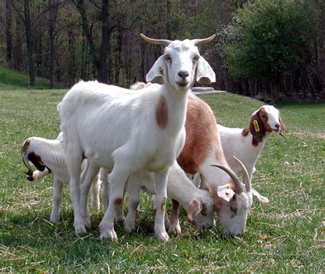flavors  brazil sorting   caprinae sheeps lambs goats  kids