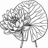 Nymphaea Etc Clipart Large Small sketch template
