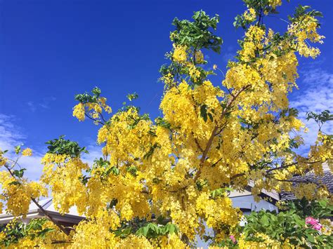 golden rain tree rbotanicalporn