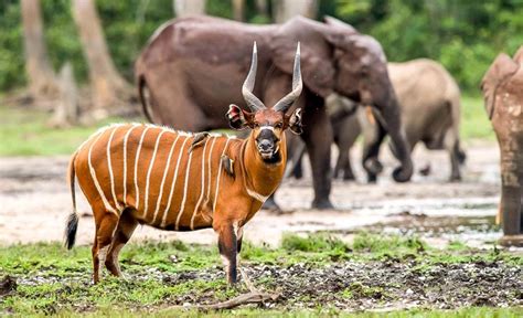 african forest bongo discover afrika