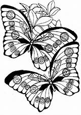 Schmetterling Ausmalbilder Malvorlagen Drucken sketch template