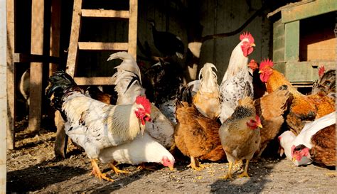 chickens   farm hobby farms
