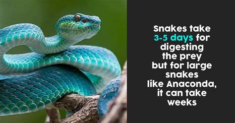 interesting snake facts   hard  guess rvcj media
