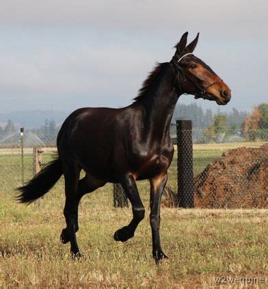 posting trot  equine journal friesian mules horses  sale pretty horses horse life