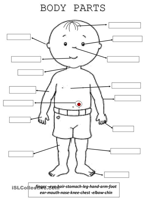 ks human body parts labeling activity teaching resources pin  english ks body parts