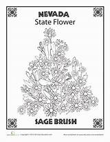 Nevada State Coloring Flower Worksheets Sagebrush Pages Park First Grade Places Nature Designlooter Template 06kb 388px sketch template