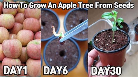 grow  apple tree  seeds    apple