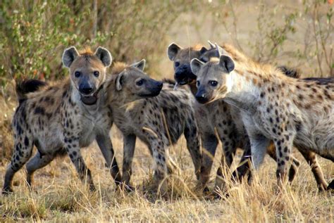 donald trump couldnt lead  pack  hyenas