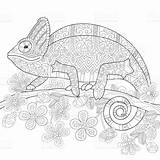Chameleon Lizard Freehand sketch template