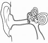 Oido Partes Fichas Oído Naturales Anatomia Medi Visitar Silvi Cos sketch template