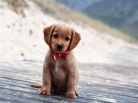 cute  adorable puppy pictures cuteness overflow