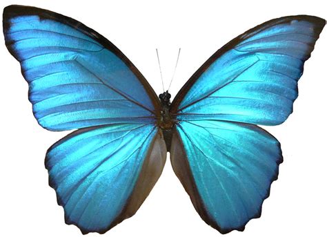 blue morpho butterfly wings  enchantedgal stock  deviantart