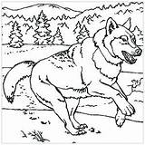 Loup Coloriages Loups Cri sketch template