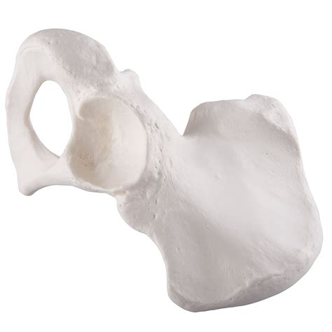 Anatomical Model Hip Bone