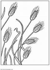 Getreide Malvorlage Herunterladen sketch template