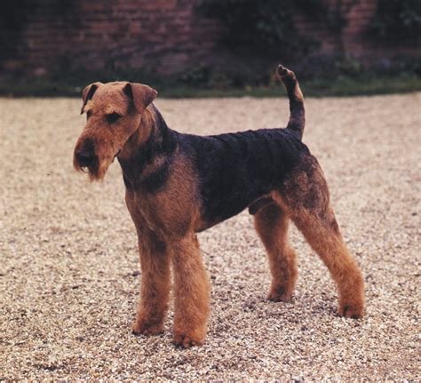 airedale terrier working dog loyal pet intelligent breed britannica