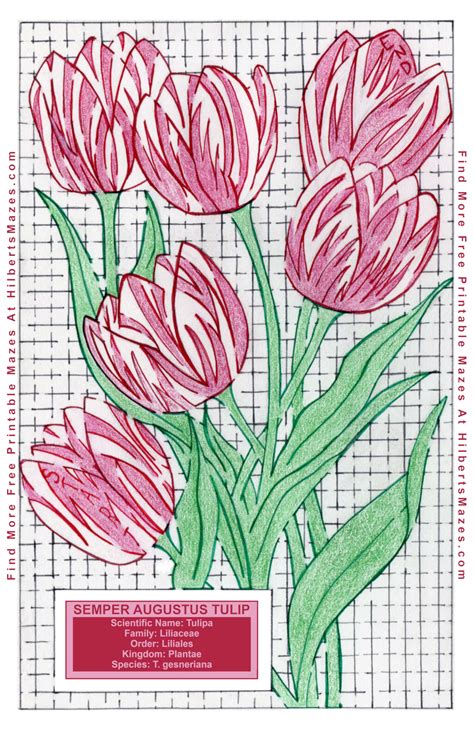 hand drawn spring tulip maze  printable  hilberts mazes