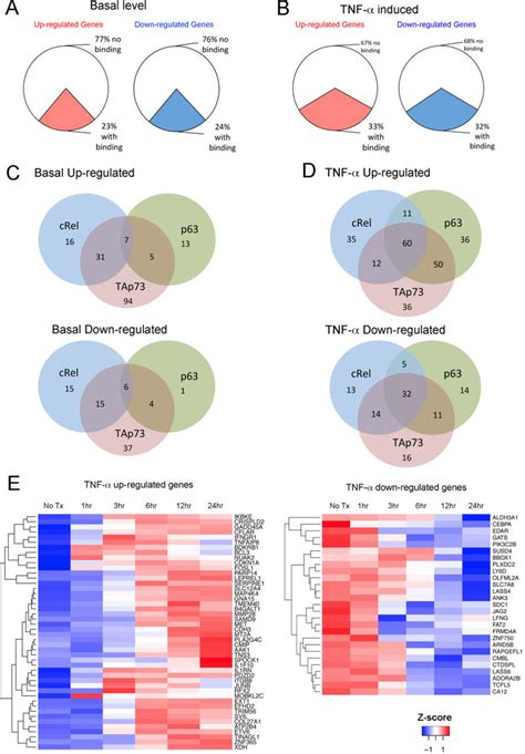 tnf α modulates expression of a global gene repertoire bound by crel
