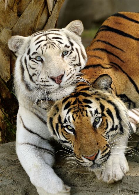 snuggling     photo bengal tigers  bill dodsworth photo  px