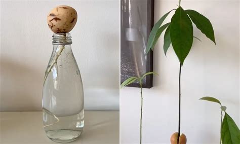 How To Start An Avocado Tree To Sprout An Avocado Seed Insert Three