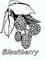 Coloring Pages Blackberry Berries Fruits Recommended sketch template
