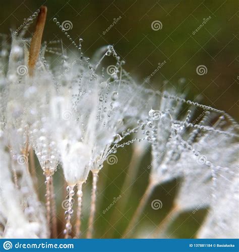 drops  flower stock photo image  nature