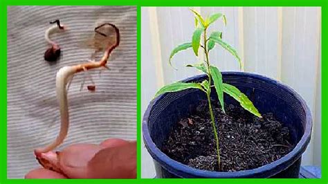 grow nectarine tree  seed nectarine seed germination youtube