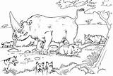 Rinoceronte Rhino Rhinoceros Rhinos Figlio Iena Kolorowanka Sawannie Disegno Sumatran Zoo Zwierzeta sketch template