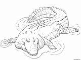 Crocodile Coccodrillo Cocodrilo Colorear Indo Marin Pacifique Bassin Sketsa Disegno Alligator Buas Binatang Croc Stampare Hitam Putih Saltwater Marino Animali sketch template