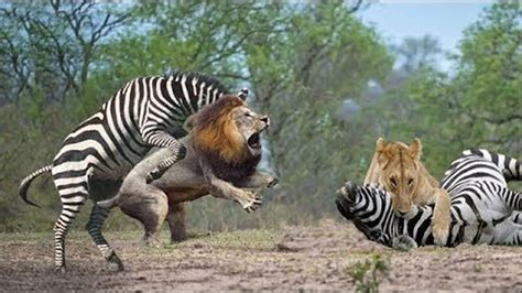 amazing animals attack zebra  lion real fight brave zebra kicked lion  protect