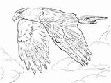 Falcon Coloring Pages Caracara Drawing Peregrine Crested Prairie Northern Line Printable Template Diving Drawings Falcons Skip Main 348px 99kb sketch template