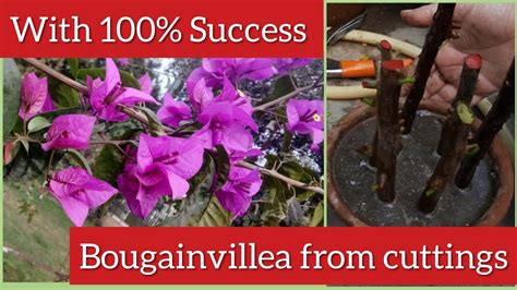 fast easy   propagate bougainvillea  cuttings   grow
