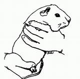 Guinea Meerschweinchen Biscuit Malvorlagen Pigs Malvorlage Coloringtop Besuchen Sitting sketch template