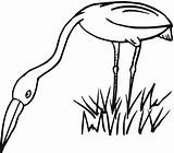 Egret Coloring Grass Pages Outline Drawing Clipart Clipartbest Super Printable Getdrawings Cliparts sketch template