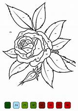 Number Color Coloring Pages Flower Rose Printable Kids Print Printables Flowers Numbers Paint Sheets Momjunction Parentune Beautiful 1000 Pattern Child sketch template